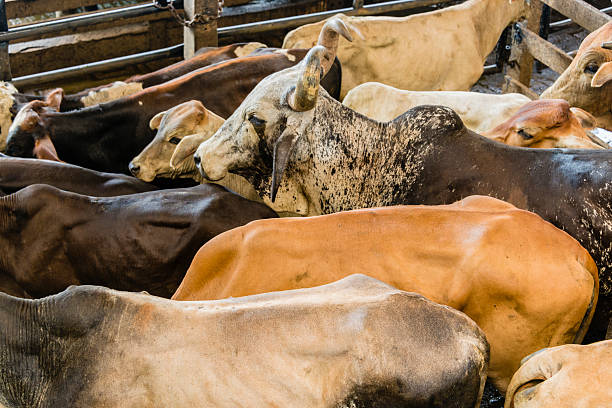 istock XXXL: Cattle in a pen during livestock auction 486424276