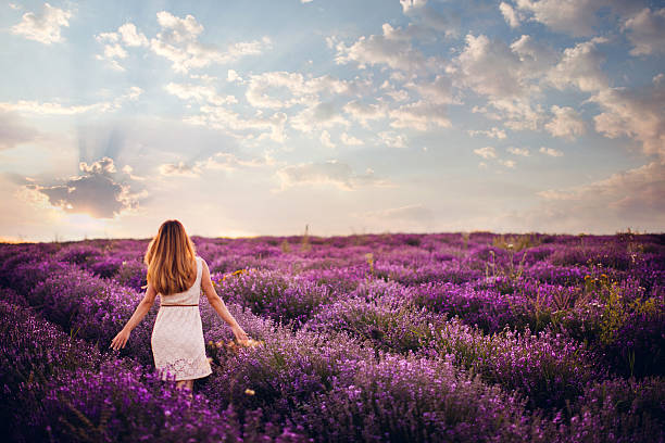 fresco e fácil dia - lavender field - fotografias e filmes do acervo