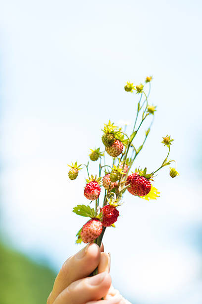 Female hand holding bunch of wild strawberries against bright background.