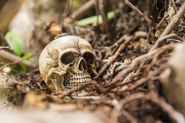 istock skull or skeleton of human photography 486426448