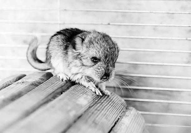 A little grey baby chinchilla