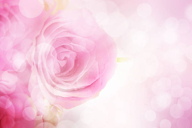 istock Sweet pink roses with bokeh effect. 486426652