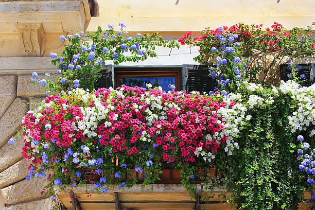 balkon twined z kwiatów petunias - balcony rome window ornate zdjęcia i obrazy z banku zdjęć