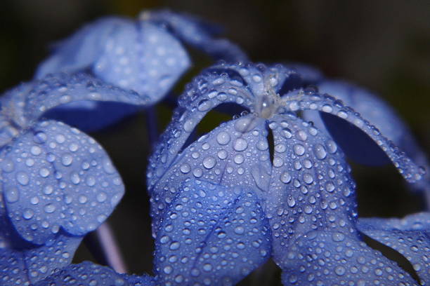 istock Cape leadwort or blue plumbago flower 486431328