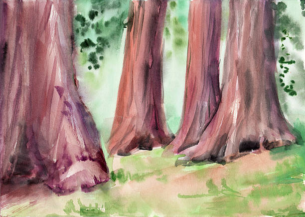 ilustraciones, imágenes clip art, dibujos animados e iconos de stock de árboles de secuoya gigante - loneliness backgrounds beauty beauty in nature