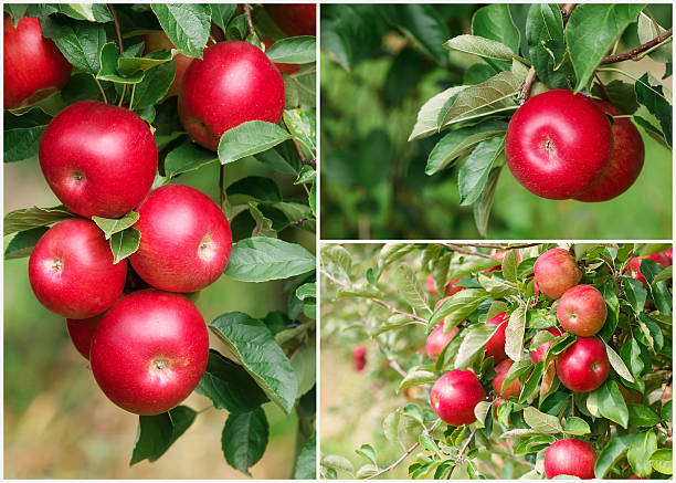 istock Ripe red  apples in the collage 486433048