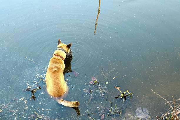 istock Dog relaxing in the pool 486433424