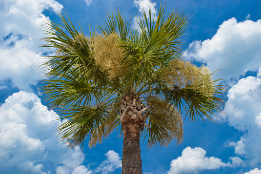 A sabal palm, also known as a cabbage palm, is set against a blue sky and fair weather clouds.