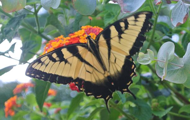 istock Yellow Tiger Swallowtail Butterfly 486438440