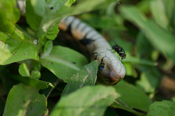 istock Flies on a Dead Snake in an Asian Rice Field 486438660