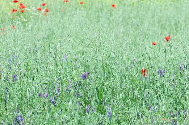 Close up of an oatfield in the early evening light with purple vetch and poppies