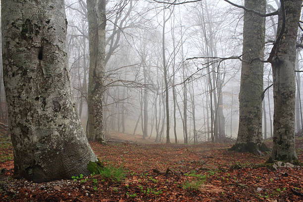 Mystical forest stock photo