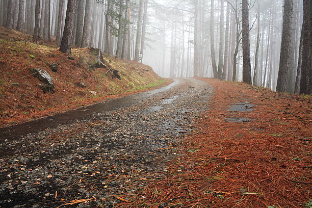 Road in a foggy forest stock photo