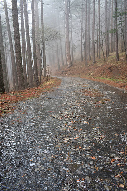 Road in a rainy forest stock photo