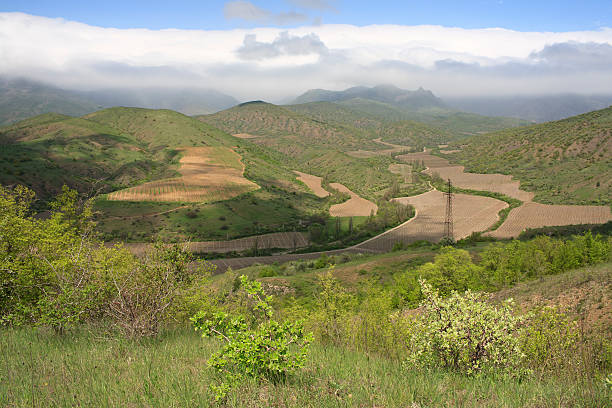 Vineyard plantation stock photo