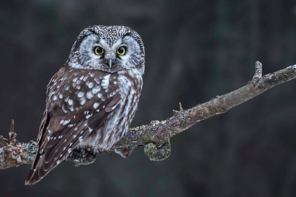 caça mocho de tengmalm, aegolius funereus - night perching owl imagens e fotografias de stock