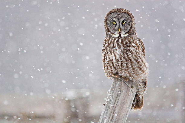 istock Great Gray Owl, Strix nebulosa, staring at viewer 486439328