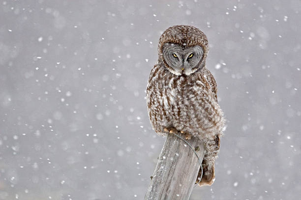 istock Great Gray Owl, Strix nebulosa, staring 486439346