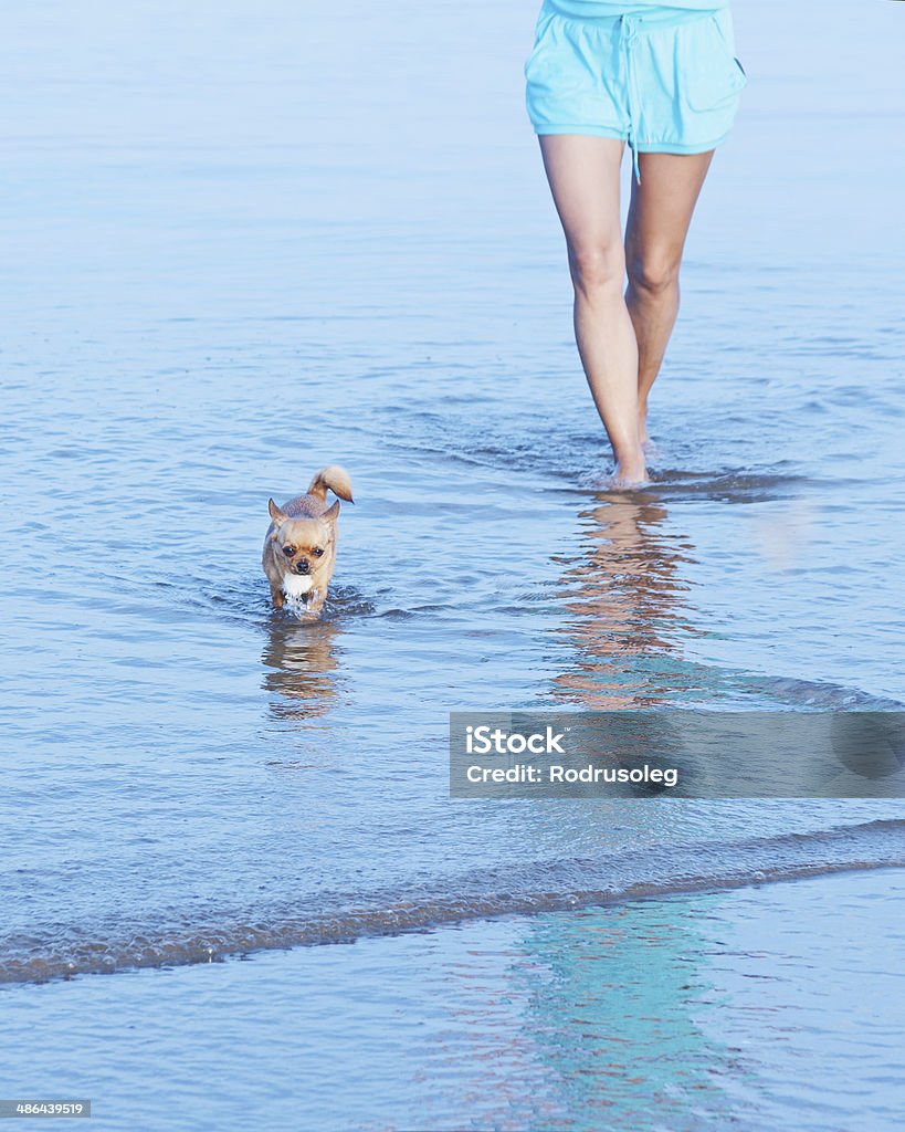 Woman legs and chihuahua dog in sea water. Woman legs and red chihuahua dog in sea water. Adult Stock Photo