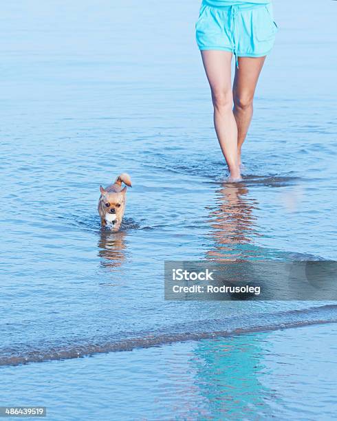 Woman Legs And Chihuahua Dog In Sea Water Stock Photo - Download Image Now - Adult, Adults Only, Animal