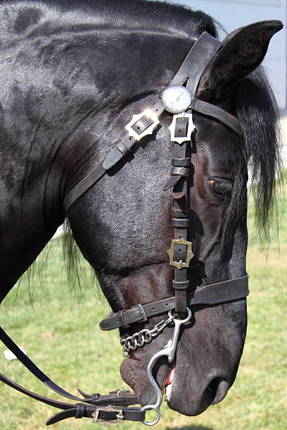 istock Portrait of a black horse 486440227