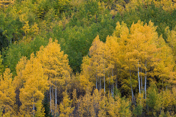 istock Autumn in Colorado 486440365
