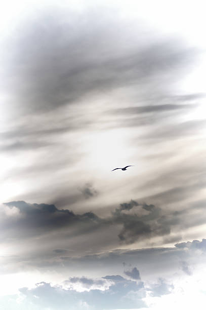 istock Bird flying over the sky, white vignette 486440563