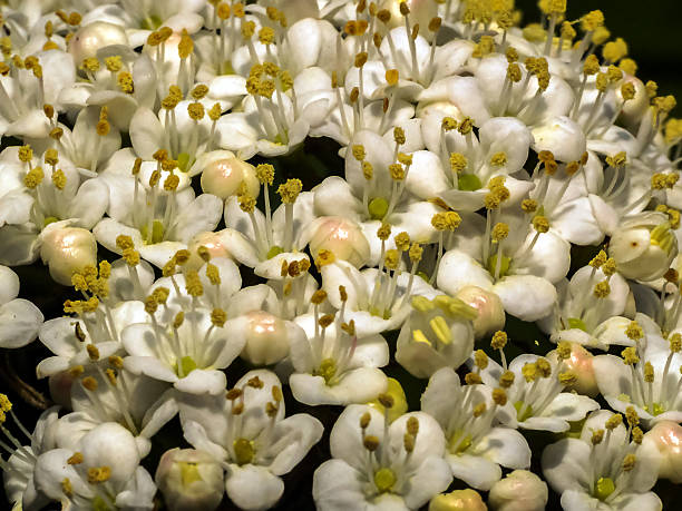 viburnum - pollen magnification high scale magnification yellow fotografías e imágenes de stock