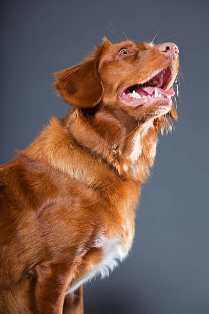 istock Nova Scotia Duck Tolling Retriever breed. 486441289