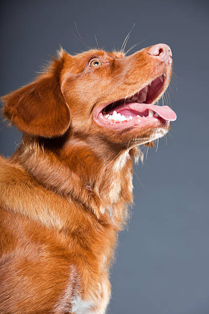 istock Nova Scotia Duck Tolling Retriever breed. 486441403