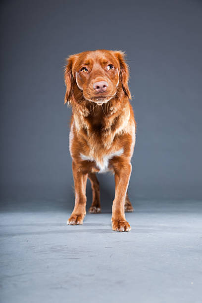 istock Nova Scotia Duck Tolling Retriever breed. 486441527