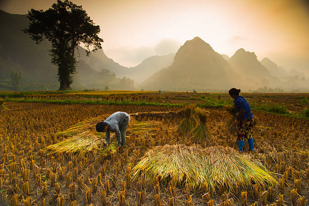 Caobang, Vietnam - October 4, 2014: Unidentified farmers work in rice field. Caobang is North East province of Vietnam near China