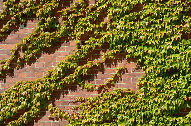 istock Ivy in the afternoon sun in Roskilde, Denmark 486441866