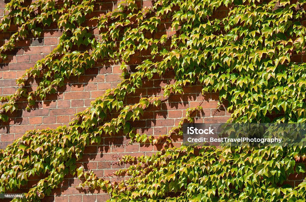 Ivy in the afternoon sun in Roskilde, Denmark 2015 Stock Photo