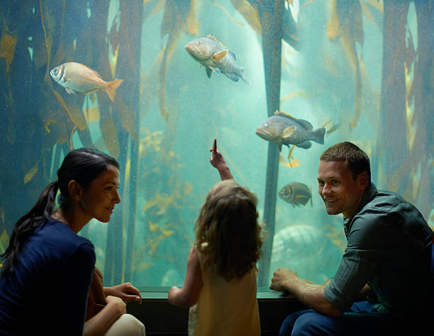 学習は無限の水族館 - candid underwater animal aquarium ストックフォトと画像