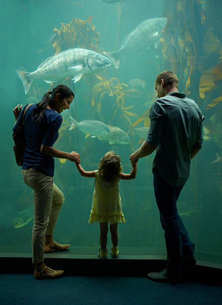 ご家族での水族館 - candid underwater animal aquarium ストックフォトと画像