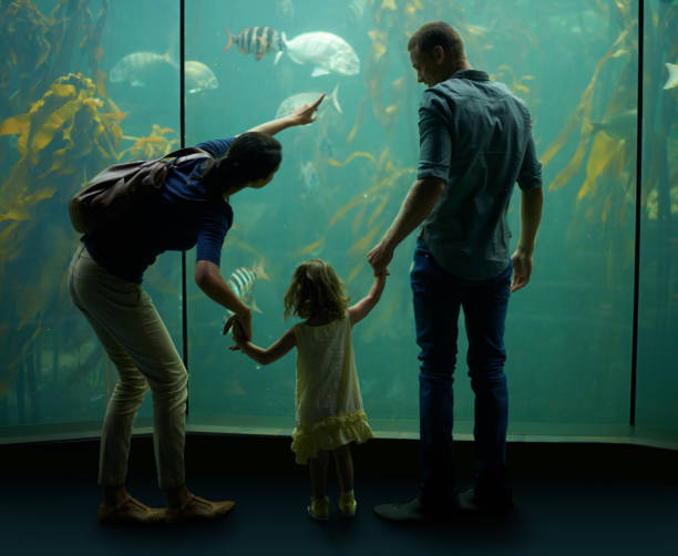 fun океан - candid underwater animal aquarium стоковые фото и изображения