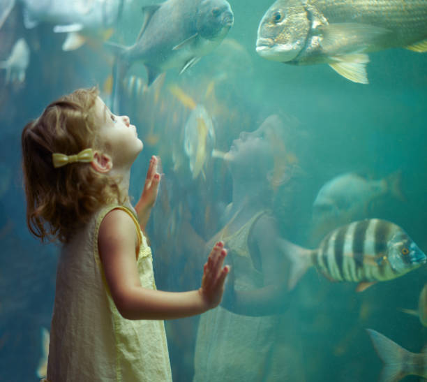 She's focused on those fish Shot of a little girl staring in awe at the fish in the aquariumhttp://195.154.178.81/DATA/i_collage/pi/shoots/783341.jpg fish tank photos stock pictures, royalty-free photos & images