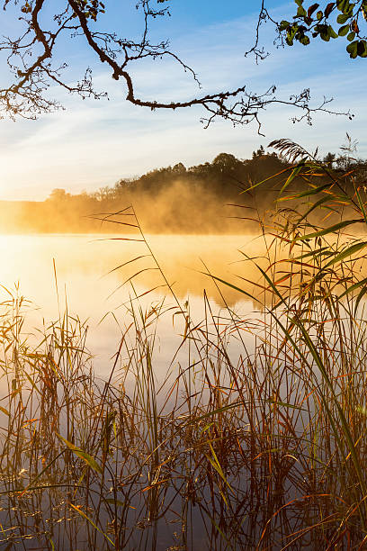 istock Reeds on the beach a misty autumn morning 486442052