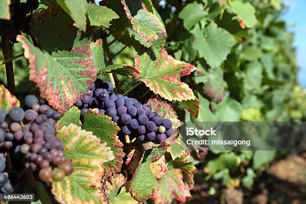 Rojo Vino Uvas Creciente En El Viñedo Foto de stock y más banco de imágenes de Agricultura - Agricultura, Aire libre, Beaujolais