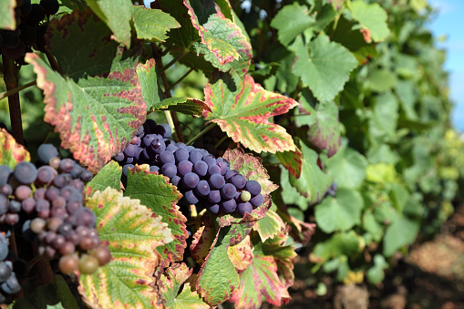 Red wine grapes growing in a vineyard in the Cotes Du Rhone region of southern France.