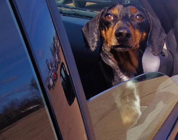 istock Small dog looks out of car window 486442955