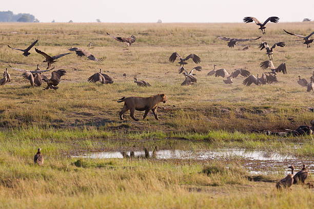 istock Lioness Chasing Away Vultures 486443180