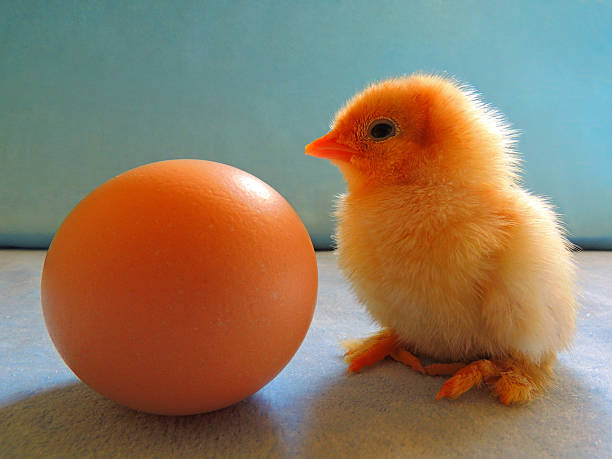 baby huhn, tier, neugeborenes tier-ei - chicken baby chicken animal egg animal stock-fotos und bilder