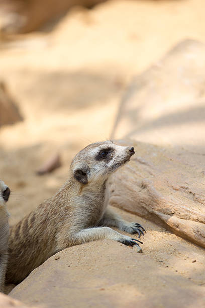 istock Meerkat lying in the sun 486443717