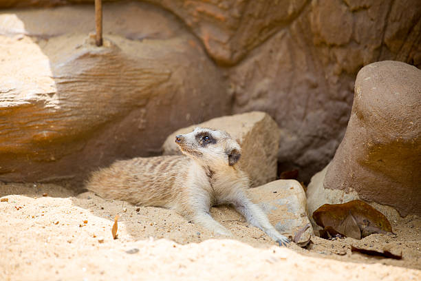 istock Meerkat lying on the sand 486443719