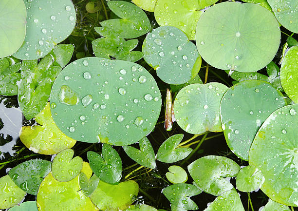 istock Green Lotus leaf with water drops 486444189