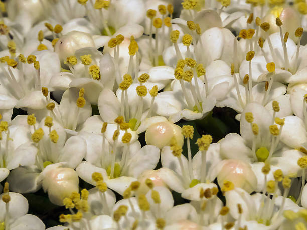 viburnum - pollen magnification high scale magnification yellow fotografías e imágenes de stock