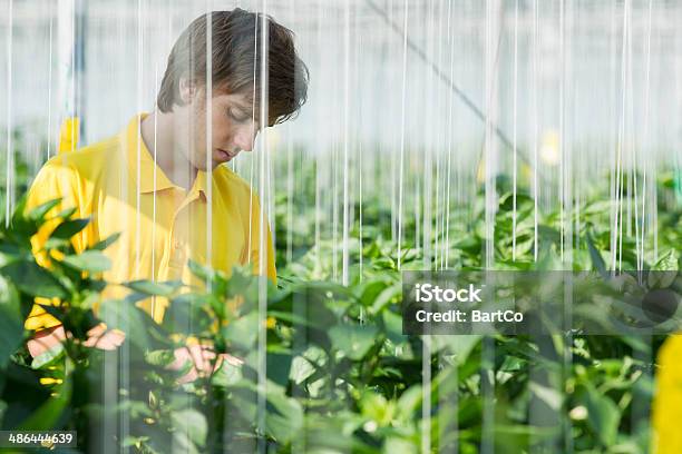 In Un Glasshouse - Fotografie stock e altre immagini di 18-19 anni - 18-19 anni, 2000-2009, Adulto