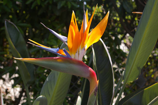 istock Bird of Paradise plant 486445545